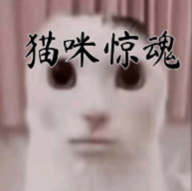 猫咪惊魂