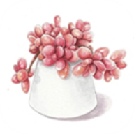 多肉花草成长日记