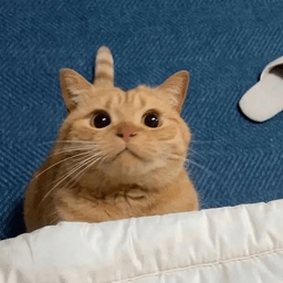 大橘影视 20230801-2053 安卓版